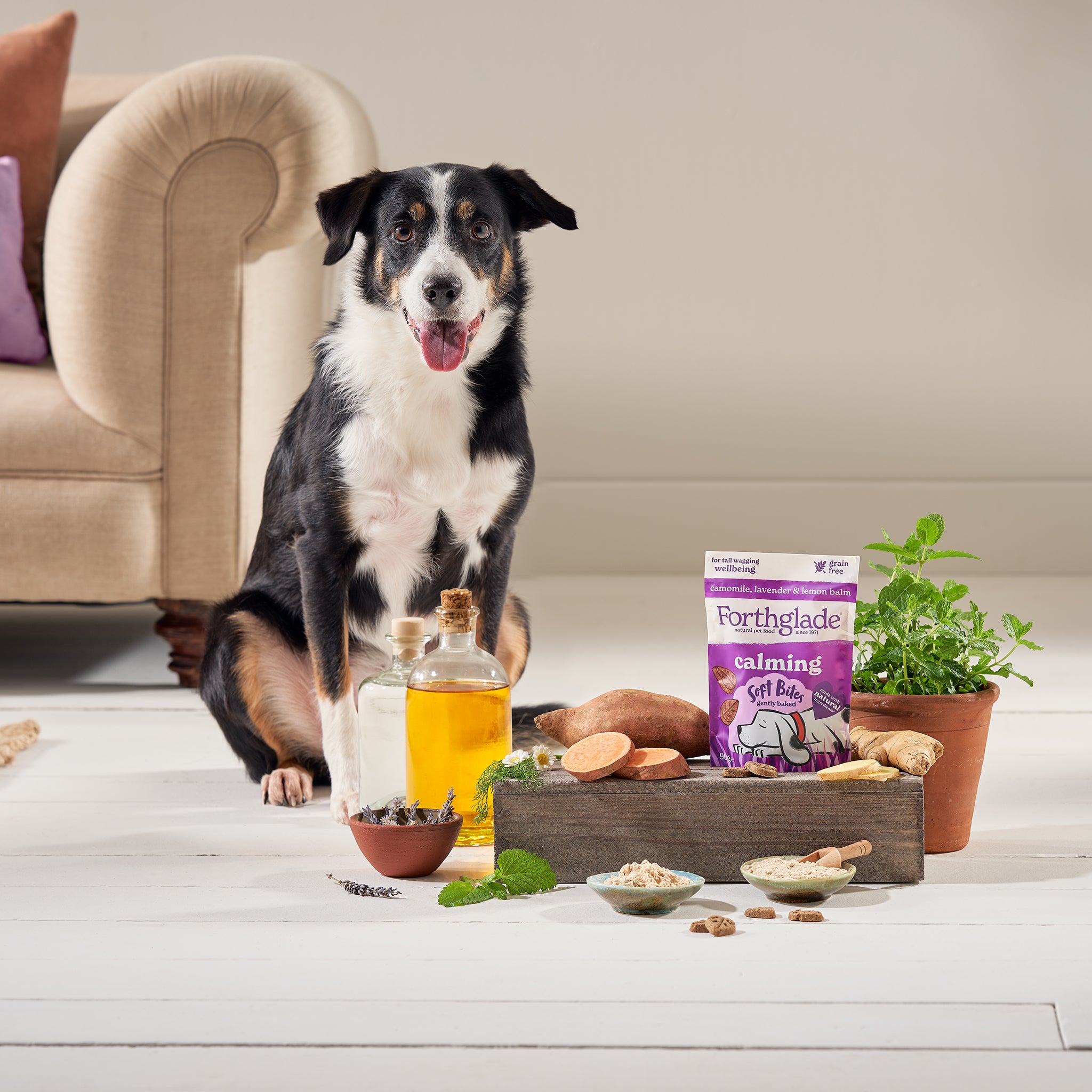 Calming Dog Treats Calming Soft Bites With Turkey Forthglade