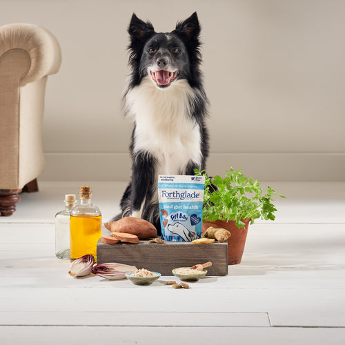 Parsley, Ginger Chicory Digestive Dog Treats