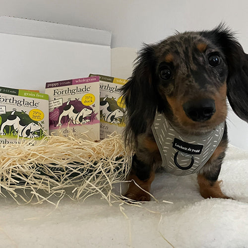 Puppy Ambassadog 1