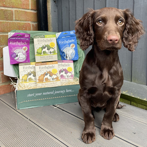 Puppy Ambassadog 2