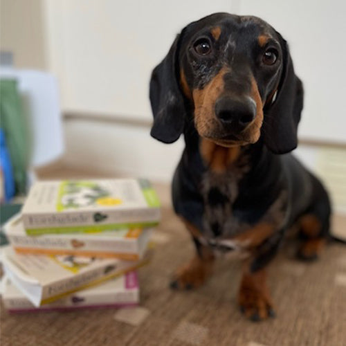 Puppy Ambassadog 3