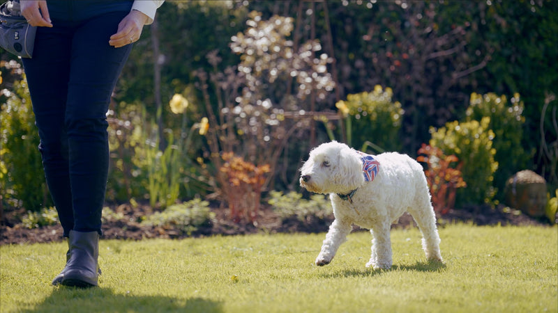 RUDY WALKING   WIDE   Large 2487dadc 7ecd 433f 8ce1 846e34e8eaac