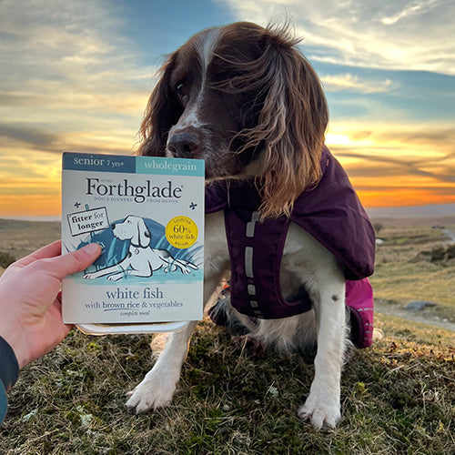 Senior Ambassadog 2