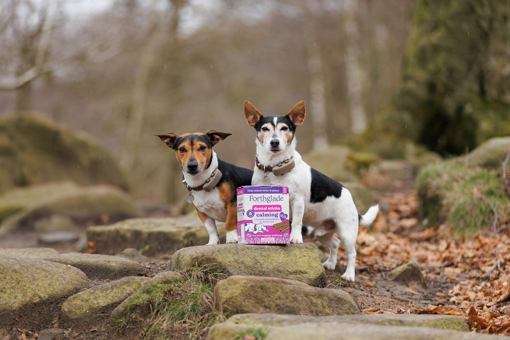 Stanage Edge Dogs Feb 2026 49