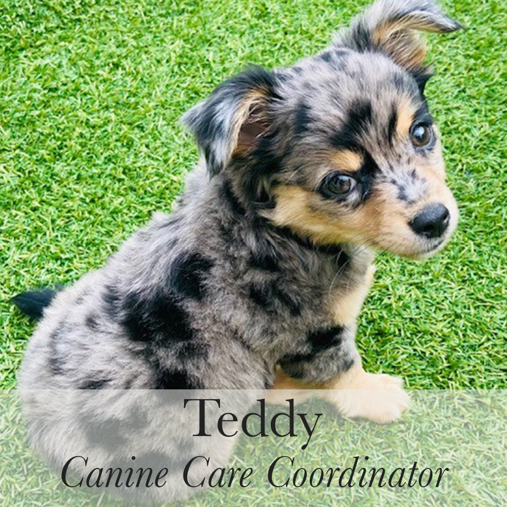 Teddy Canine Care Coordinator f3fff37f 6b53 49b5 9c9c e4ec78d8cfd4