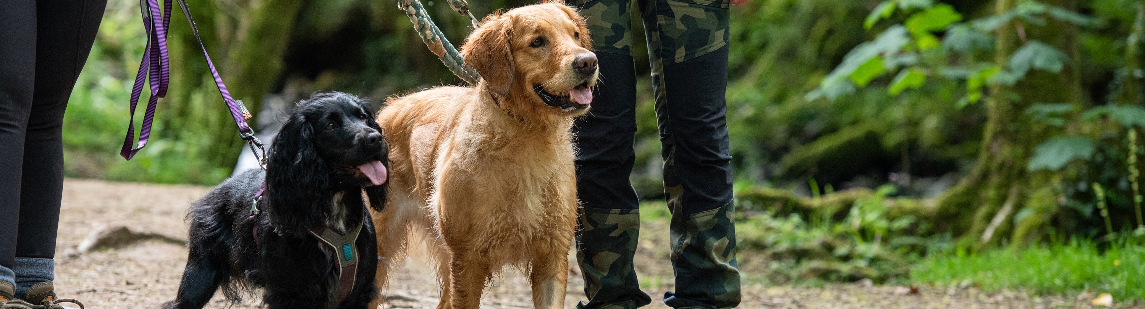 Great dog walk best sale