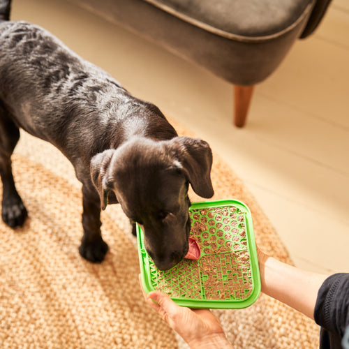 Puppy Duck & Chicken With Brown Rice Wet Dog Food Variety Pack