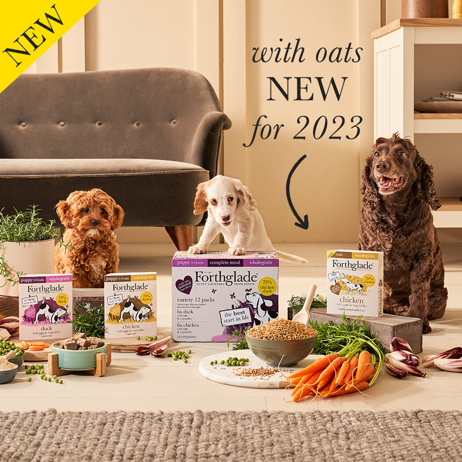 Whole grain oats outlet for dogs