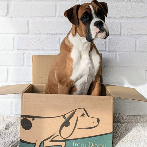 Wet food Ambassadog 1