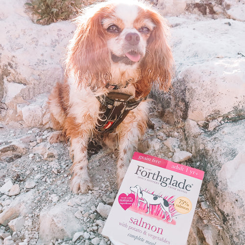 Wet food Ambassadog 2