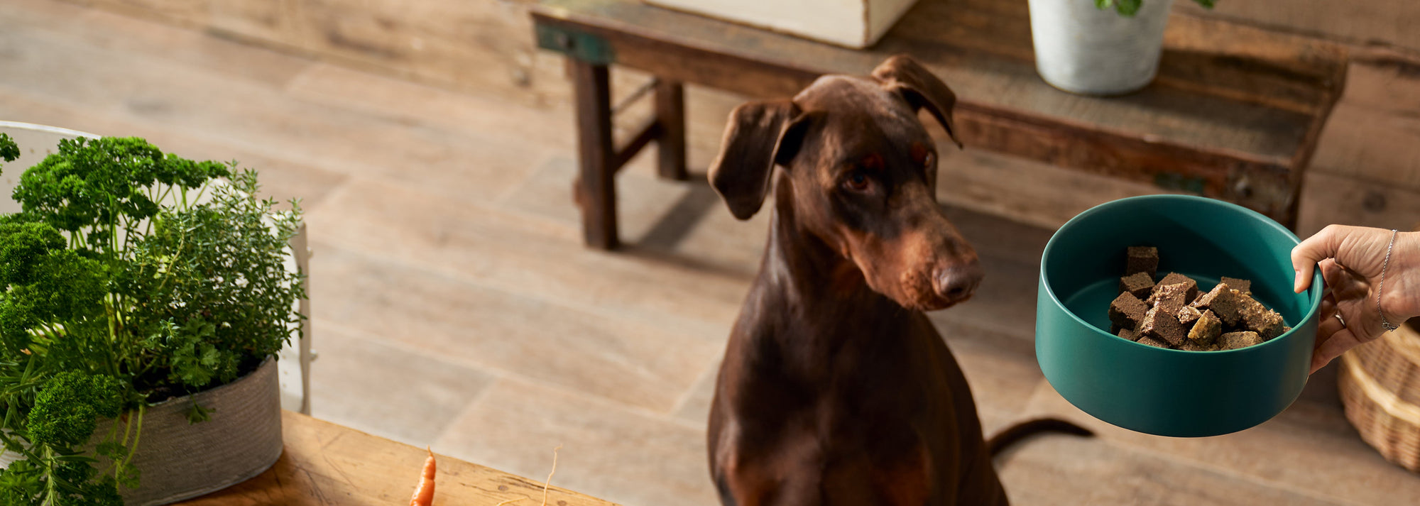 adult dog food header desktop