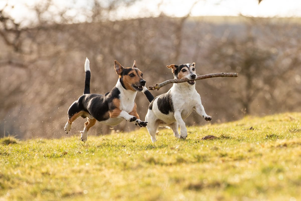 charlesthejrt   Medium 03ab76ea 811a 4613 8f68 d42ce0fe897b