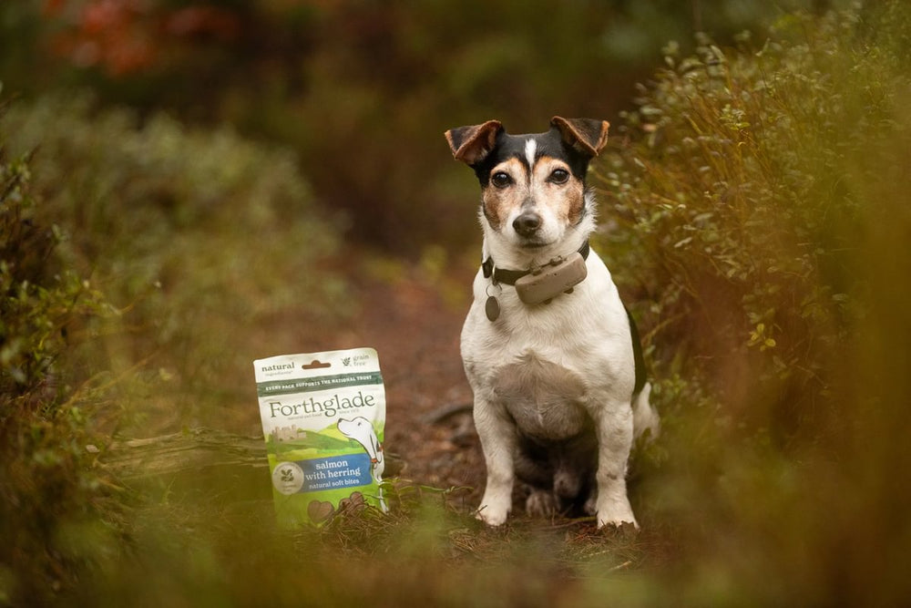 charlesthejrt   Medium 1