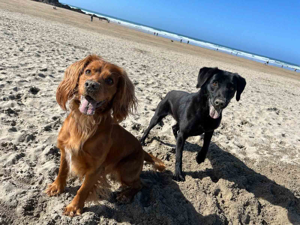 ourcornishlife
