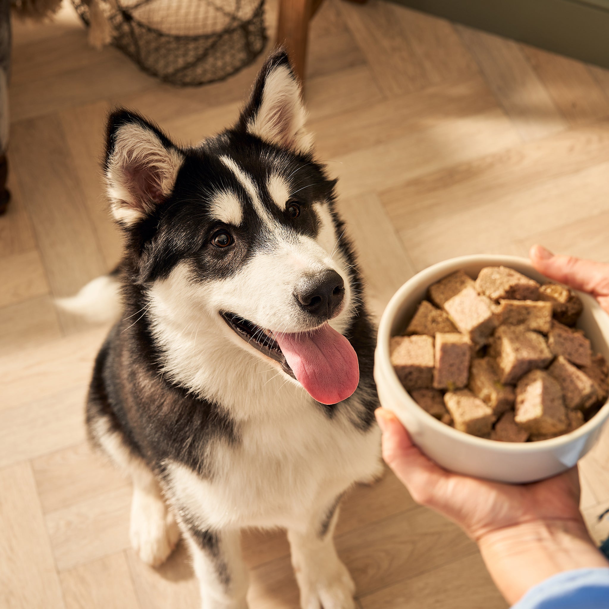 Puppy Lamb with Liver Vegetables Wet Dog Food