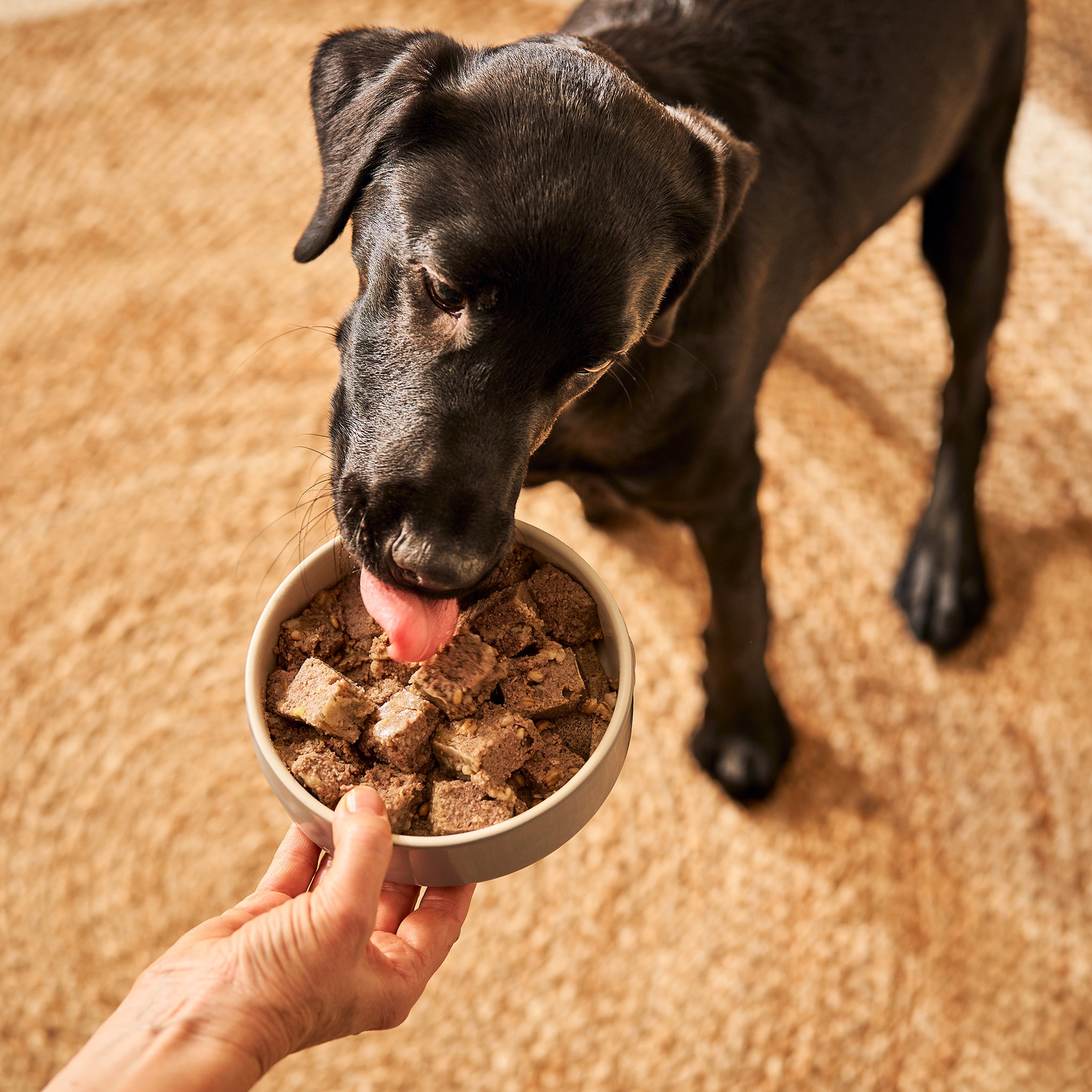 Dogs on sale and oats