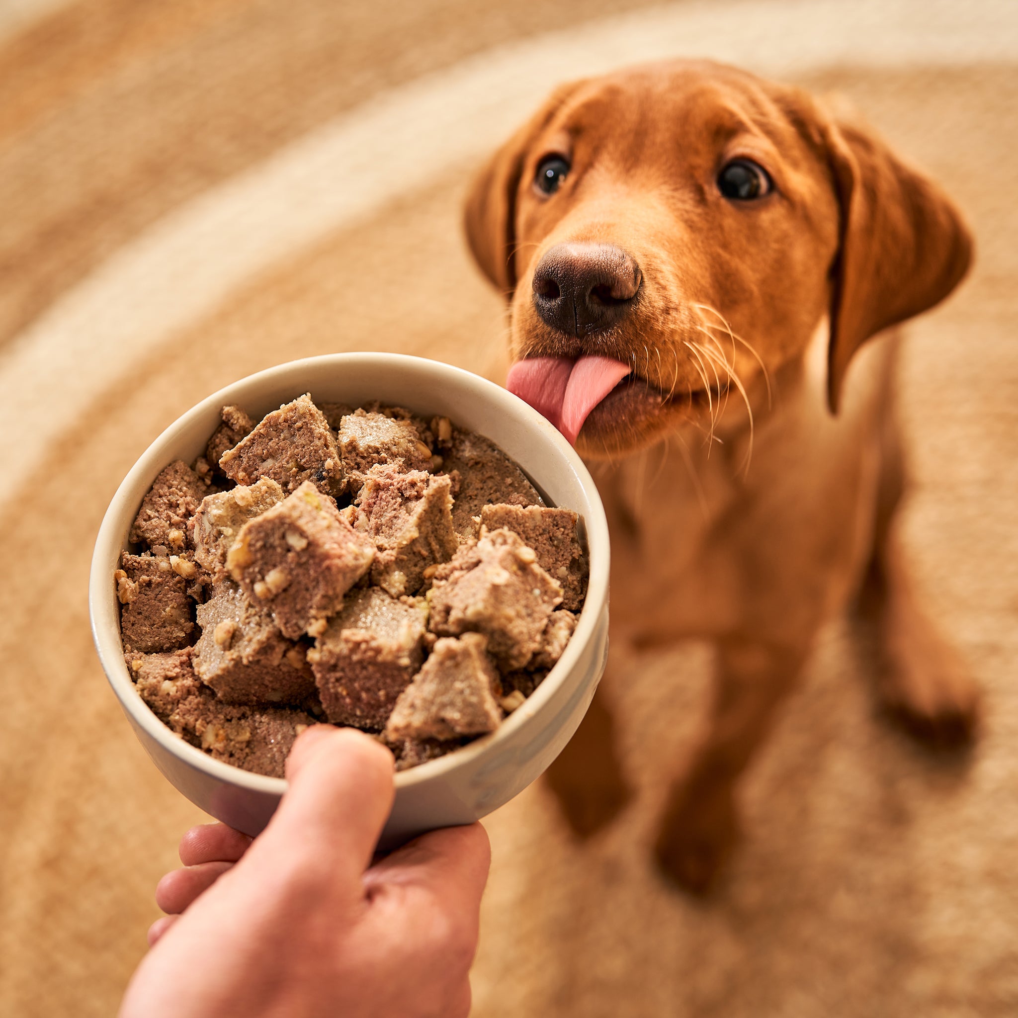 Good soft hotsell puppy food