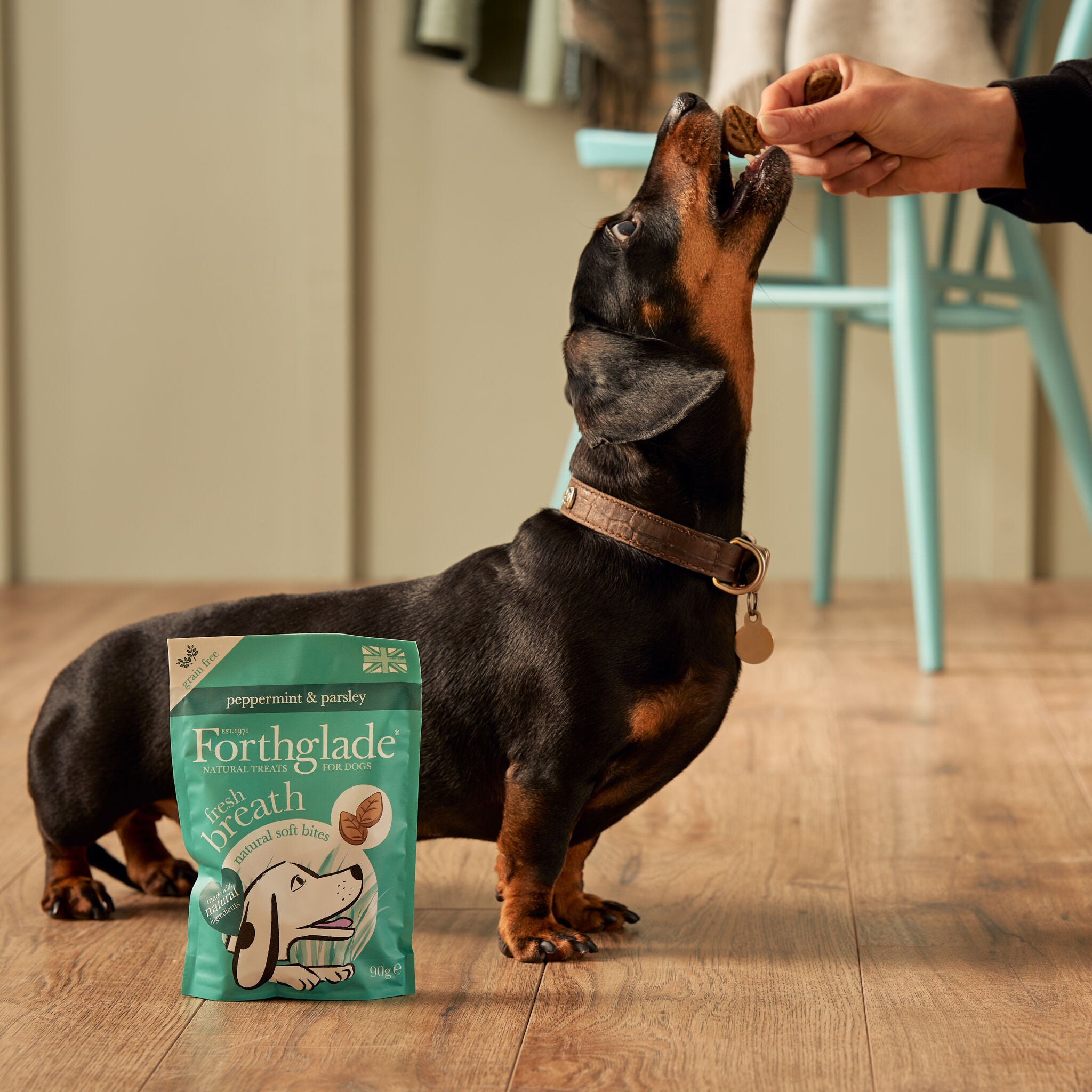 Dog breath 2024 products